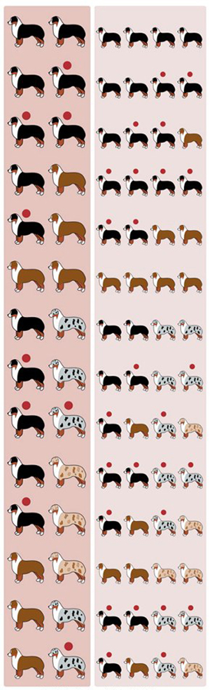 Color combinations possible by genetic codes